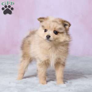 Blossom, Pomeranian Puppy